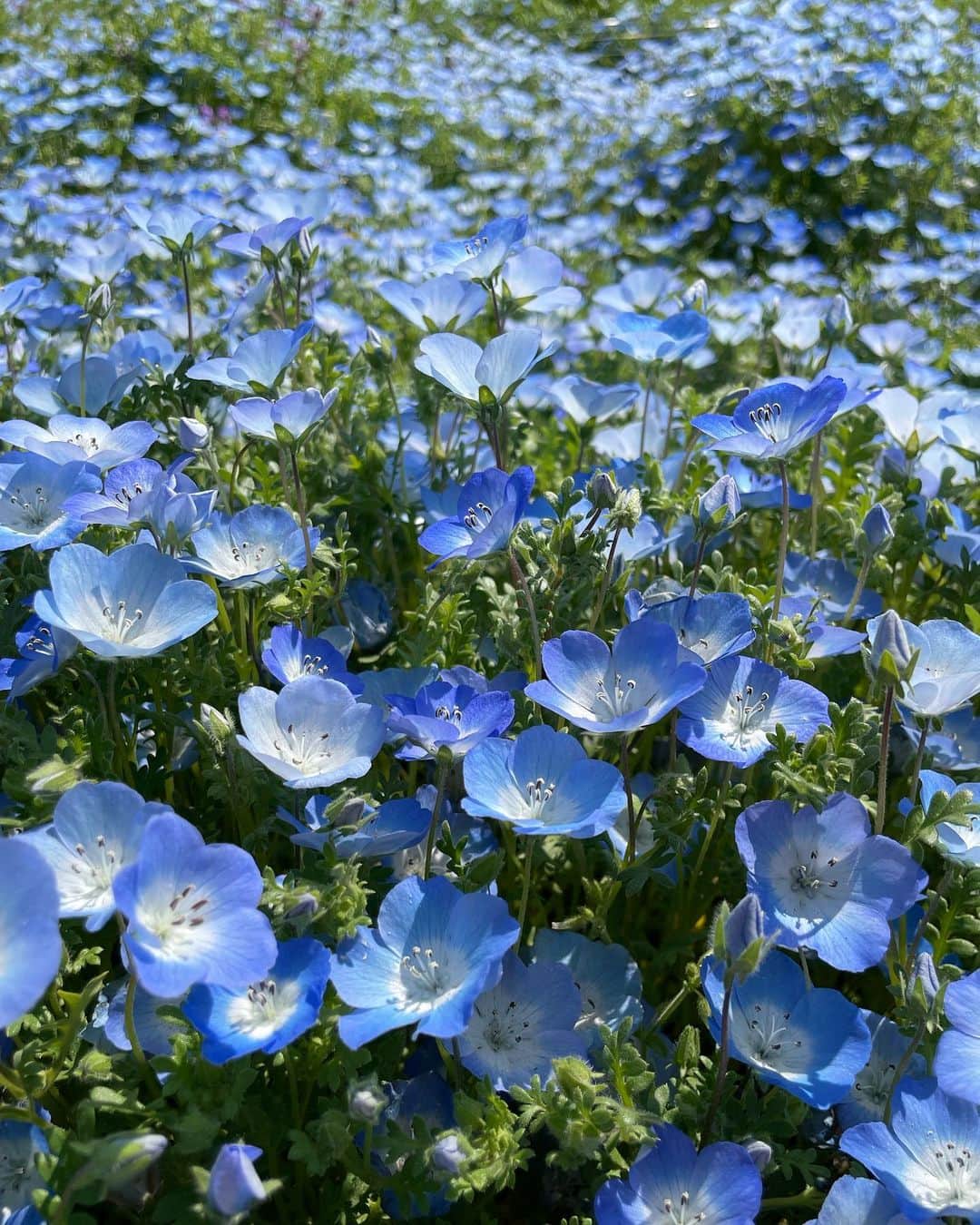 倉地美晴さんのインスタグラム写真 - (倉地美晴Instagram)「・ ネモフィラ🤍  空のような優しい青が美しい花。 #nemophila #nemophilablue #ネモフィラ #鶴舞公園　#なばなの里」4月8日 13時12分 - miharu_kurachi