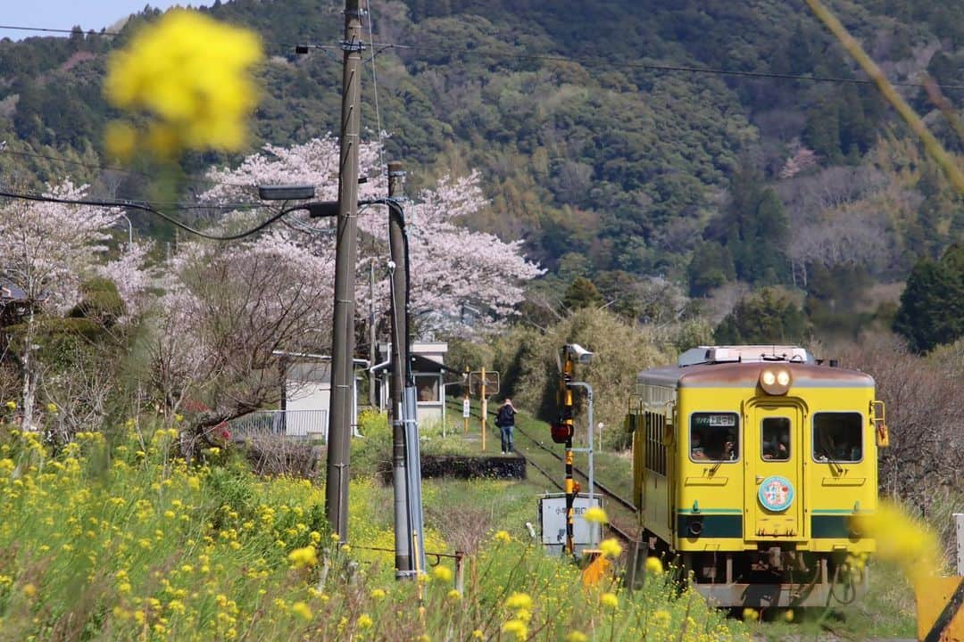 徳永ゆうきさんのインスタグラム写真 - (徳永ゆうきInstagram)「. . 山と桜と菜の花と。 . -2022.04.06- . #鉄道写真 #撮り鉄 #鉄道好き #いすみ鉄道 #350型 #気動車 #ワンマン #上総中野行き #ディーゼル車 #ディーゼルカー #春 #桜 #菜の花 #山」4月8日 6時33分 - tokuchan_1113