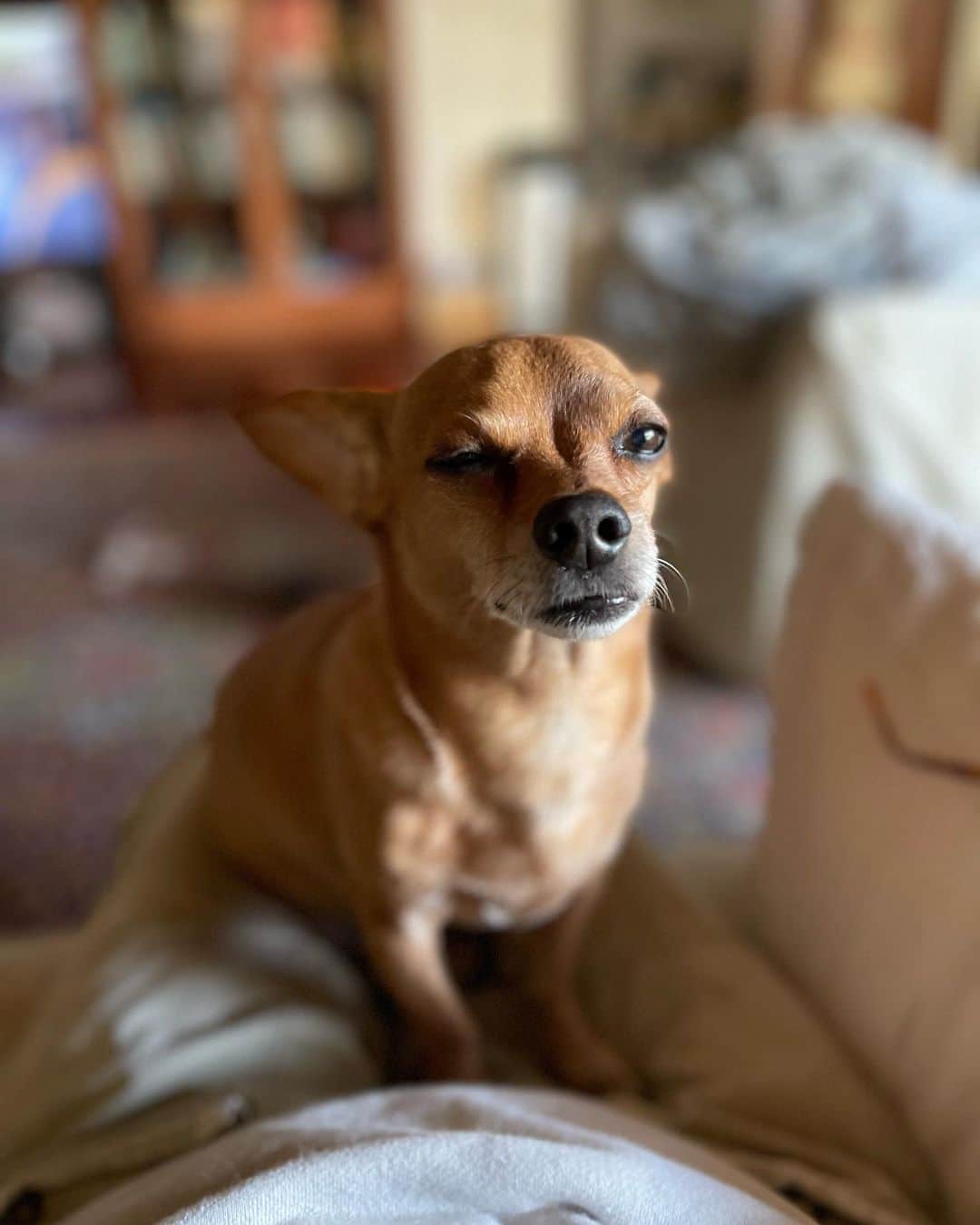 結城アンナさんのインスタグラム写真 - (結城アンナInstagram)「🐕Ozzyウインク👁の練習👁❣️良い週末をお過ごしください❤️ 🐶Ozzy practices his 👀wink moves☺️🤷🏼Have a great weekend❤️  🕊Peace & Kindness🕊  ✨May all your dreams come true✨  #iamozzy🐶 #bestdogever #bestdog #保護犬 #adoptdontshop」4月8日 8時20分 - ayukihouse