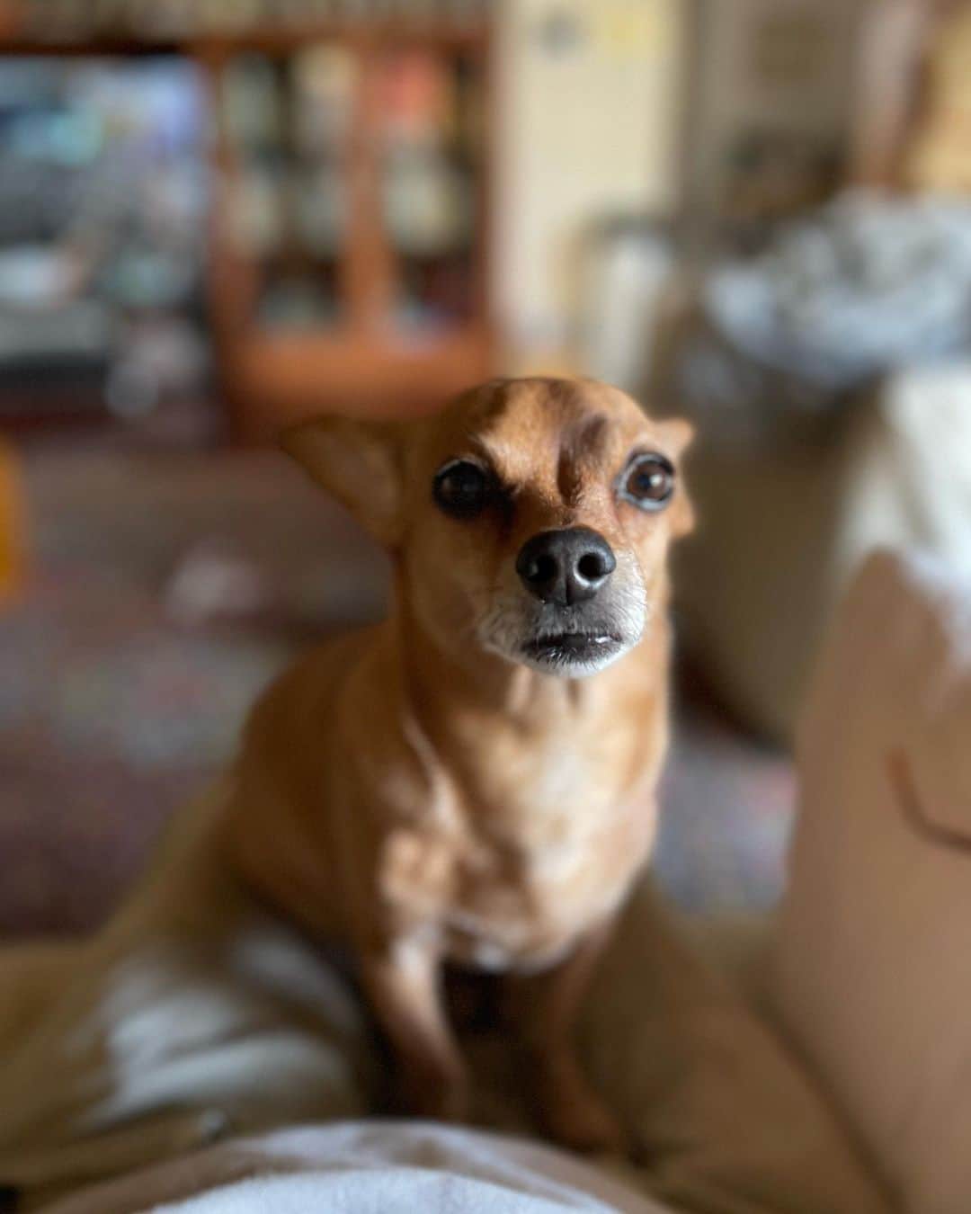 結城アンナさんのインスタグラム写真 - (結城アンナInstagram)「🐕Ozzyウインク👁の練習👁❣️良い週末をお過ごしください❤️ 🐶Ozzy practices his 👀wink moves☺️🤷🏼Have a great weekend❤️  🕊Peace & Kindness🕊  ✨May all your dreams come true✨  #iamozzy🐶 #bestdogever #bestdog #保護犬 #adoptdontshop」4月8日 8時20分 - ayukihouse