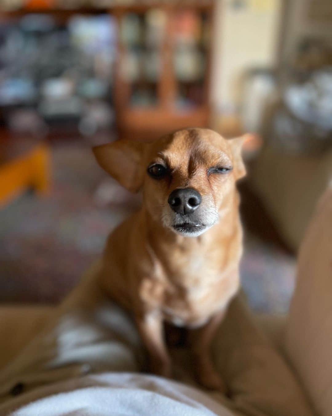 結城アンナさんのインスタグラム写真 - (結城アンナInstagram)「🐕Ozzyウインク👁の練習👁❣️良い週末をお過ごしください❤️ 🐶Ozzy practices his 👀wink moves☺️🤷🏼Have a great weekend❤️  🕊Peace & Kindness🕊  ✨May all your dreams come true✨  #iamozzy🐶 #bestdogever #bestdog #保護犬 #adoptdontshop」4月8日 8時20分 - ayukihouse