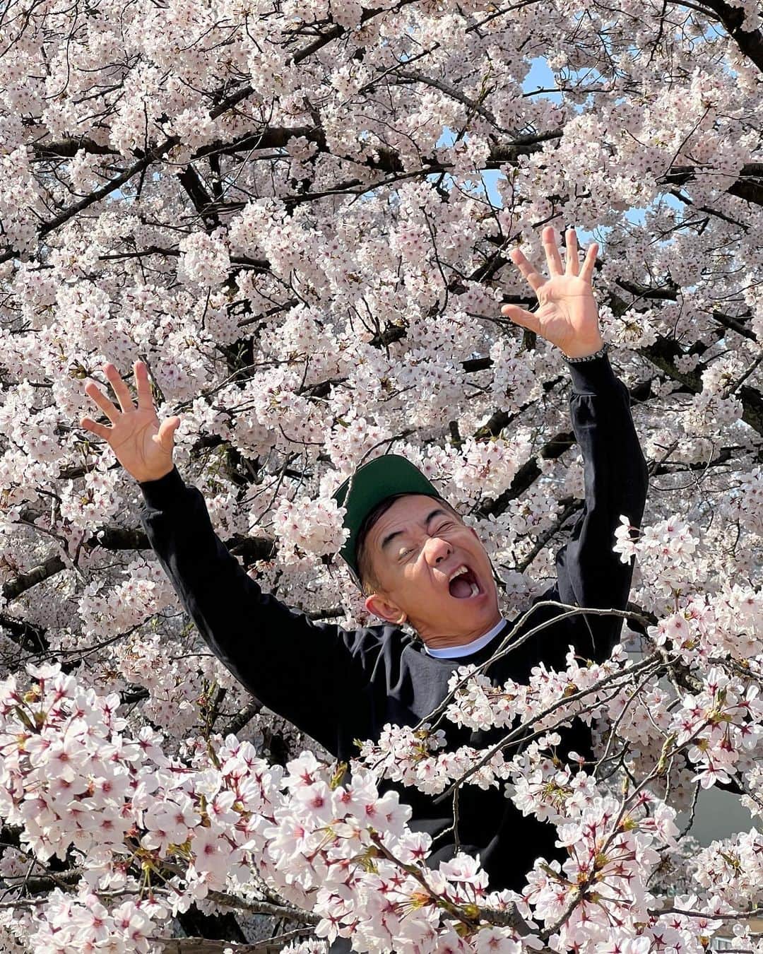 木梨憲武のインスタグラム：「福井、おぼれ桜満開！福井市美術館展覧会明日スタート！遊びにきて・かたいけの！？」