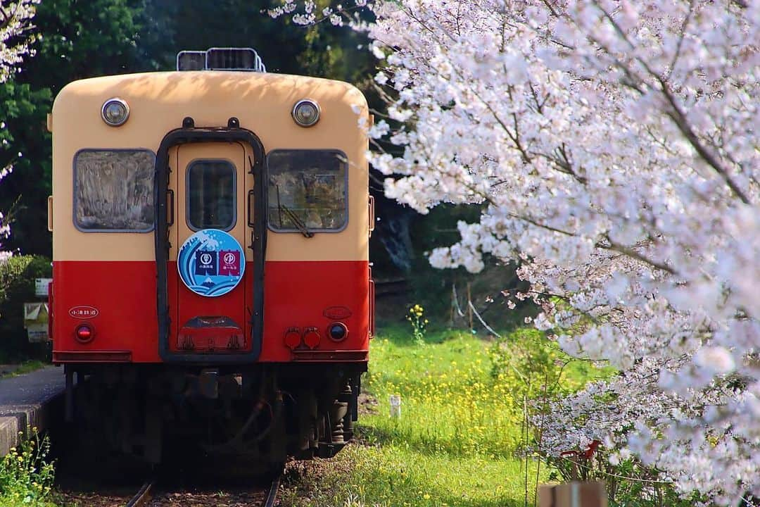 徳永ゆうきさんのインスタグラム写真 - (徳永ゆうきInstagram)「. . 小湊鐵道沿線も 桜満開でした〜！ . -2022.04.06- . #鉄道写真 #撮り鉄 #鉄道好き #小湊鐵道 #飯給駅 #難読駅名 #キハ200形 #気動車 #上総中野行き #ディーゼル車 #ディーゼルカー #春 #桜 #満開 #ケツ撃ち #後追い」4月8日 9時51分 - tokuchan_1113