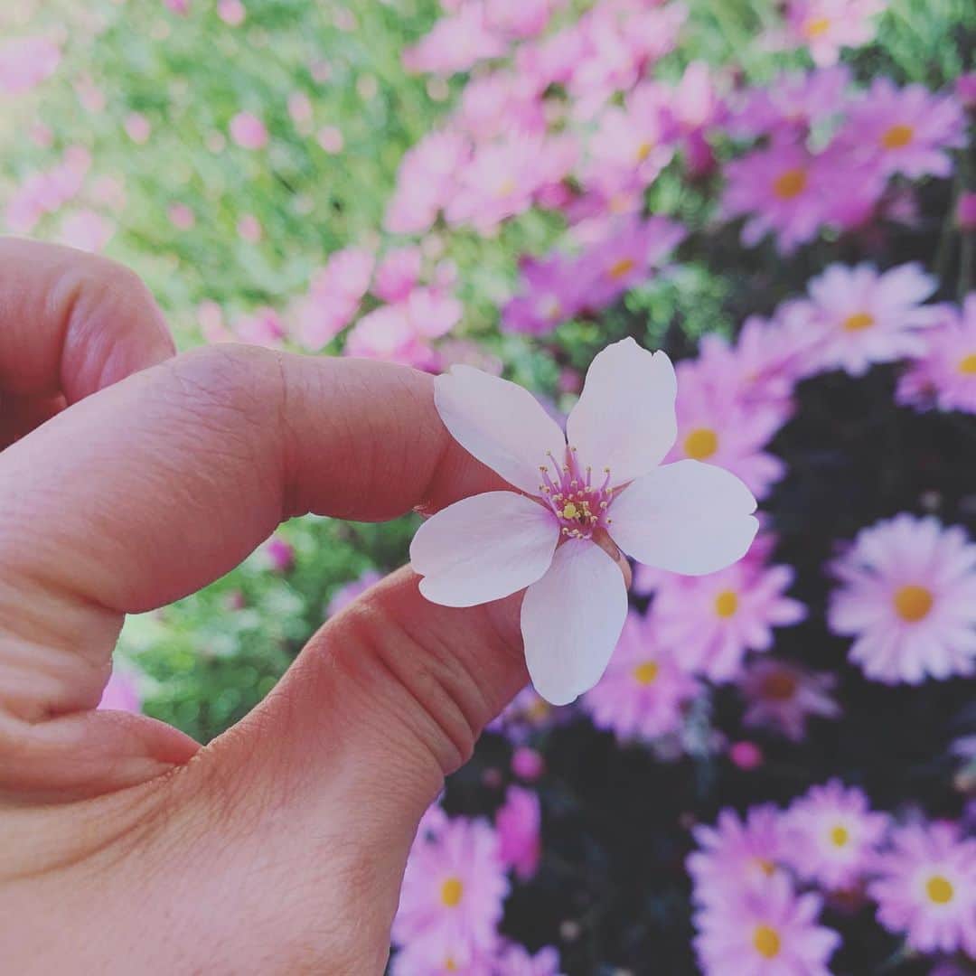 相川七瀬さんのインスタグラム写真 - (相川七瀬Instagram)「気持ちいい朝だ。くしゃみ凄いけど気にしない。笑 庭でのんびり✨🌸  #花粉きてますね」4月8日 10時04分 - nanasecat