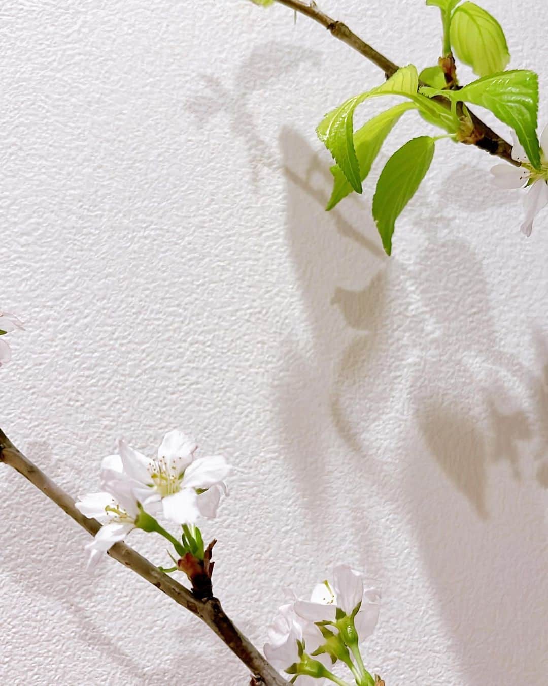 馬場典子さんのインスタグラム写真 - (馬場典子Instagram)「葉桜もいいですね  #馬場典子 #ばばちゃんネル」4月8日 10時27分 - baba_channel