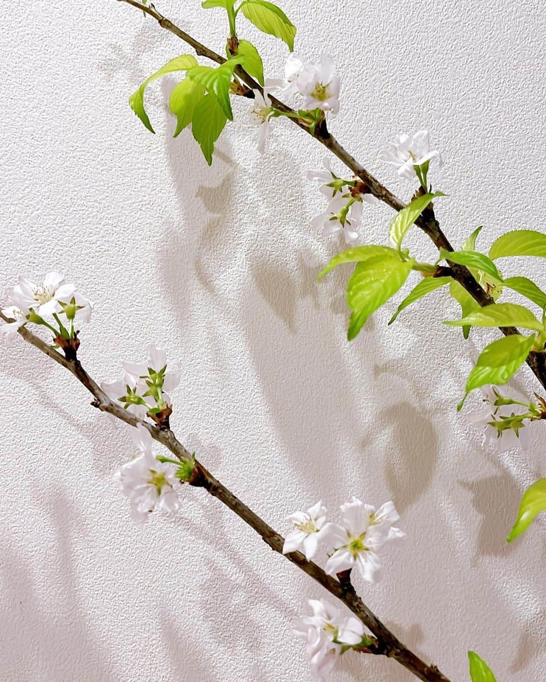 馬場典子さんのインスタグラム写真 - (馬場典子Instagram)「葉桜もいいですね  #馬場典子 #ばばちゃんネル」4月8日 10時27分 - baba_channel