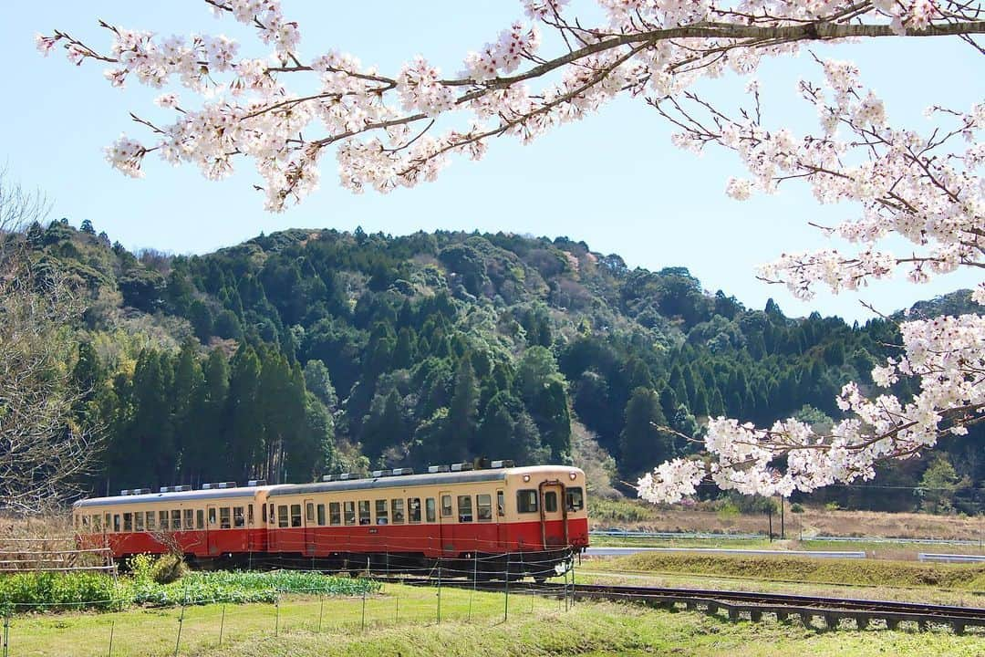 徳永ゆうきさんのインスタグラム写真 - (徳永ゆうきInstagram)「. . 車乗ってたら いいタイミングで踏切が。 助手席からの１枚。 . -2022.04.06- . #鉄道写真 #撮り鉄 #鉄道好き #小湊鐵道 #キハ200形 #気動車 #上総中野行き #ディーゼル車 #ディーゼルカー #春 #桜 #満開 #助手席」4月8日 11時09分 - tokuchan_1113