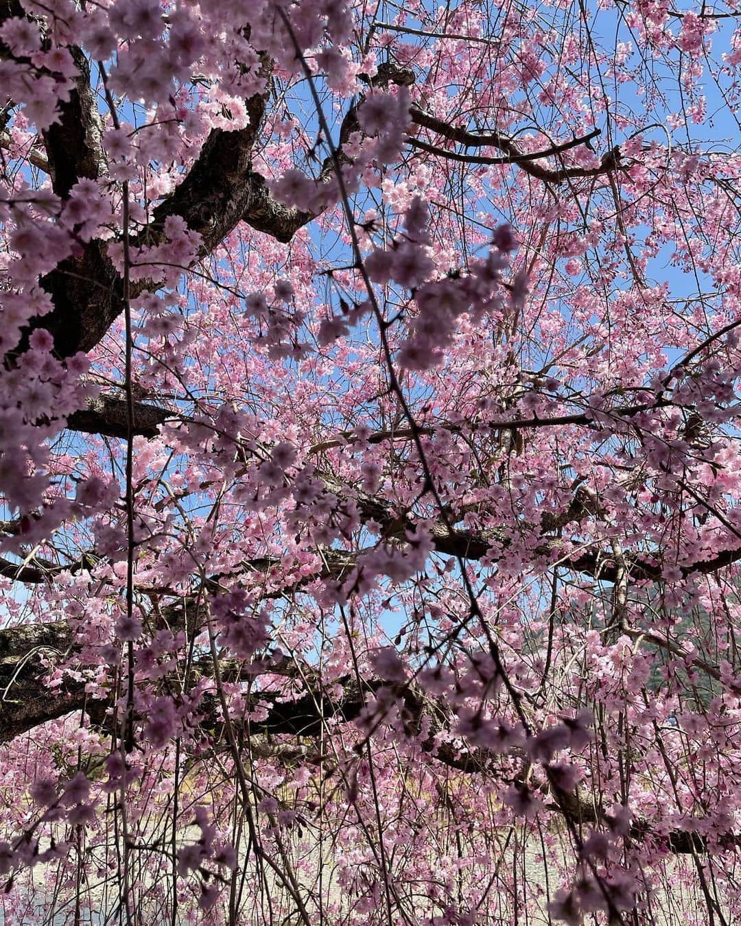 青山倫子のインスタグラム：「_ これは息をのんでしまう。 しばらく動けなかった。  優しく可憐に凛々しく。 桜のように強く、優しく。 こうありたいものだ。  #青山倫子 #桜 #枝垂れ桜 #圧巻 #息をのむ美しさ」