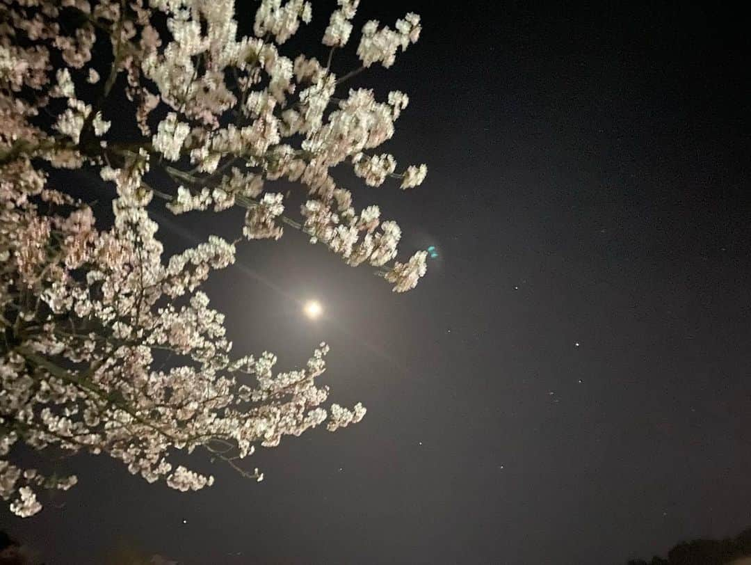 吉川由華さんのインスタグラム写真 - (吉川由華Instagram)「金曜日の夜の過ごし方 #花見🌸 #散歩 #小矢部市 #小矢部 #城山公園 #夜桜 #田舎 #小矢部グルメ」4月8日 22時56分 - yuka1024matsunaga