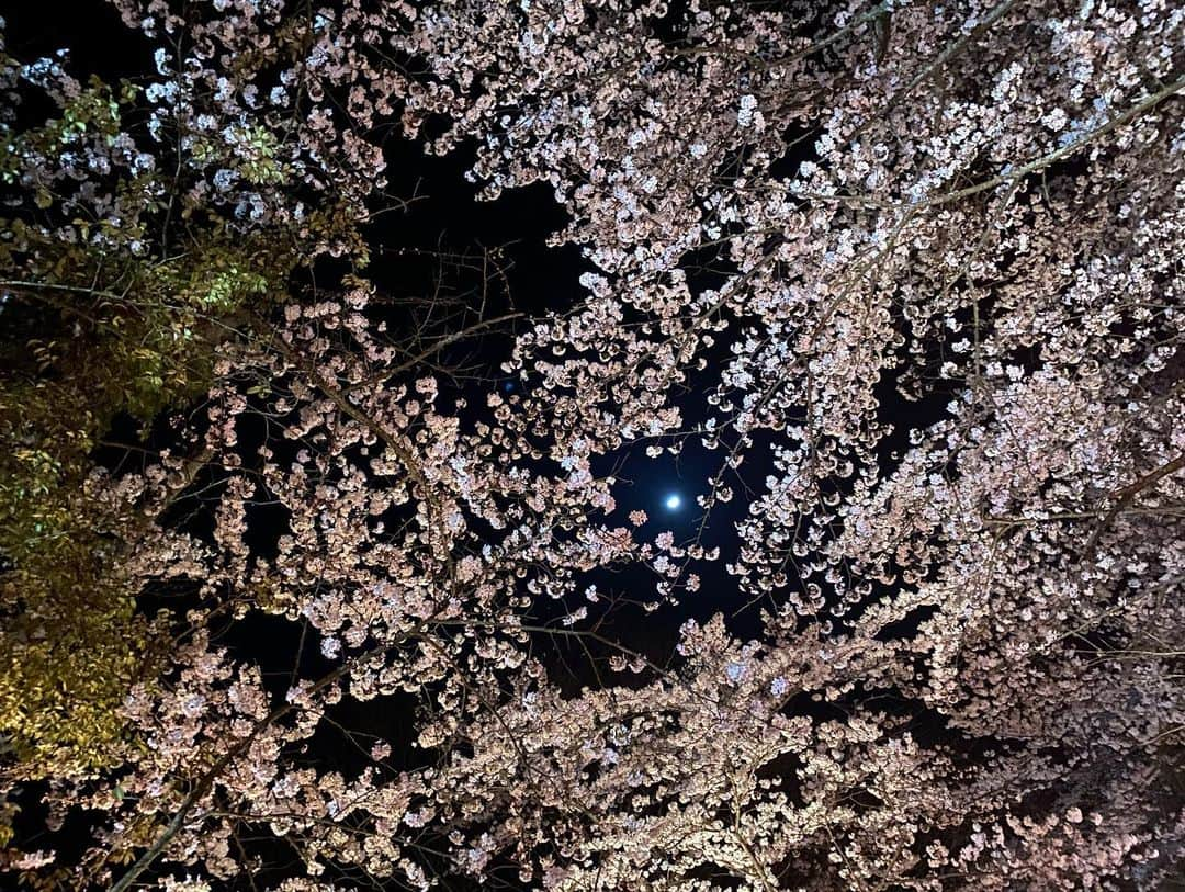 吉川由華さんのインスタグラム写真 - (吉川由華Instagram)「金曜日の夜の過ごし方 #花見🌸 #散歩 #小矢部市 #小矢部 #城山公園 #夜桜 #田舎 #小矢部グルメ」4月8日 22時56分 - yuka1024matsunaga