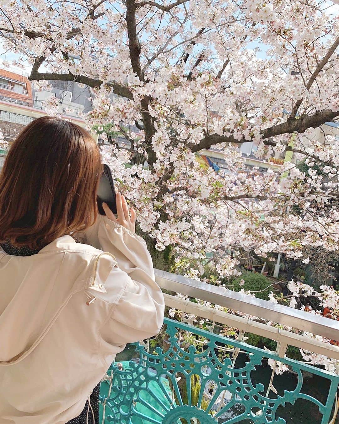 宮崎梨緒のインスタグラム：「🌸🌸🌸 * 今年も色んな所で桜見れた。 * #桜 #cherryblossom #벚꽃  #浅草 #花やしき  #地元はまだ満開でした」