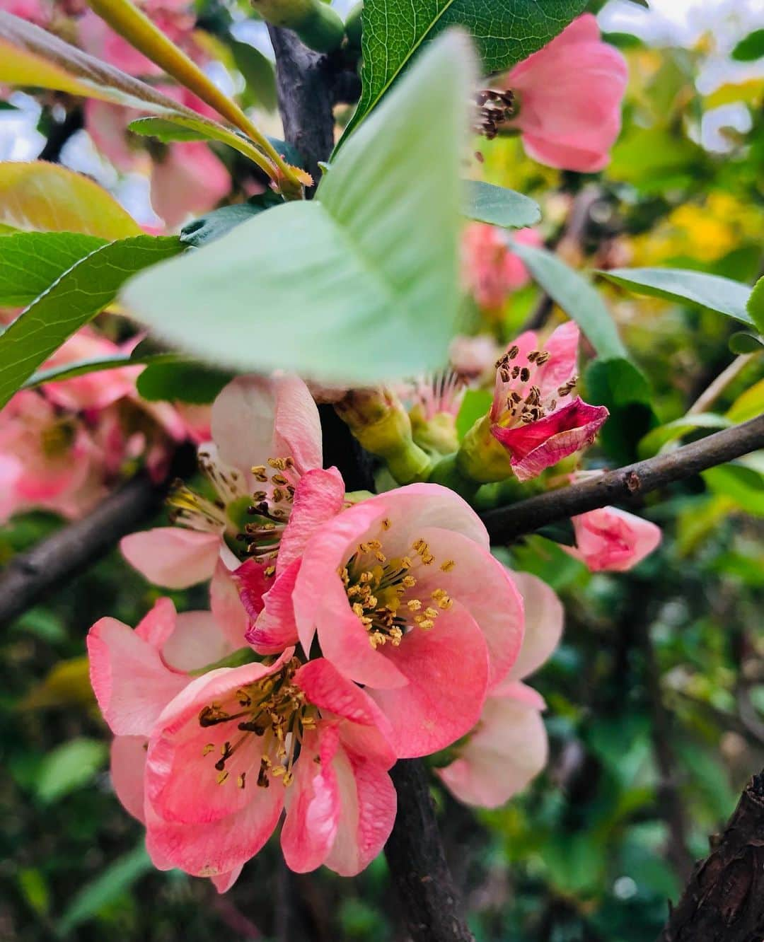 竹川美子のインスタグラム：「ボケの花☘️ #木瓜 #ボケの花 #バラ科ボケ属  #中国原産 #冬から春 #街路樹 #花言葉 #平凡 #早熟 #先駆者 #葉っぱがぶれてる #ピンク色 #癒し」