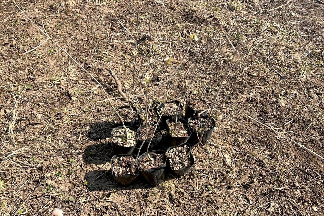 りんの田舎暮らしのインスタグラム：「こんにちはりんです  北海道の海岸で拾った流木をどんぐりの木に変身させるりん流の植林活動をしています くまさんのご飯が増えたらいいなとの思いから始まりました🐻 オホーツク海で拾った流木がオークションで10,000円で売れたので、今回1000円の小楢の苗を10買わせていただきました🌱 今は小さなこの苗たちがいつか沢山のどんぐりが実る大きな大きな木になればうれしいです この子たちの成長を一緒に見守ってください😊  #田舎暮らし #北海道#鶴居村#釧路#道東#名古屋 #移住#古民家#ひとり暮らし #自然#発見#釧路湿原#丹頂 #釣り#車中泊#植林#植林活動#どんぐり#🐻」