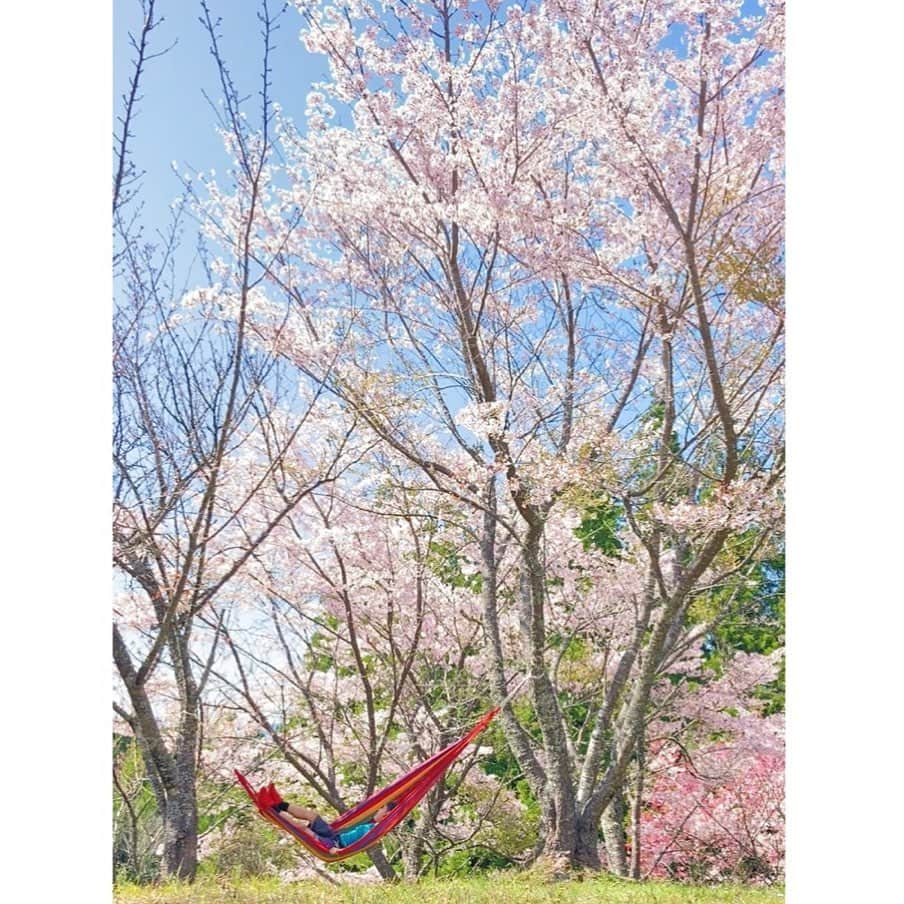 伴都美子のインスタグラム：「✔️  特等席。  #🌸🌸🌸」