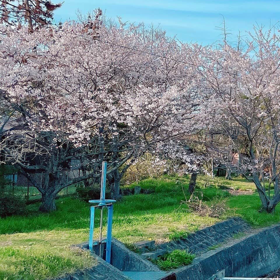 川本愛彩さんのインスタグラム写真 - (川本愛彩Instagram)「🌸 満開♡ . . . #滋賀県 #某公園 #お花見 #桜 #春 #お花見 #キレイ #グリッド投稿 #季節感」4月8日 18時22分 - aya_s.collection