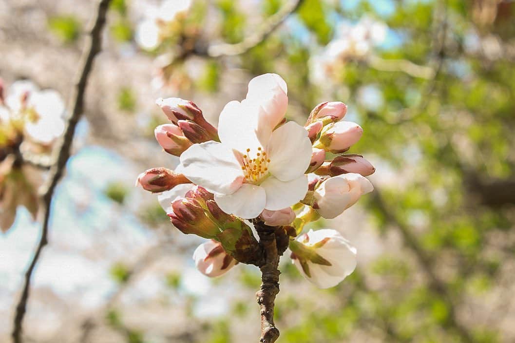 住田紗里さんのインスタグラム写真 - (住田紗里Instagram)「遅ればせながら、 今年の桜🌸 満開だった頃に 久々に一眼レフを出して撮りました。  #桜#🌸#さくら#cherryblossom#bloom#春#spring#一眼レフ」4月8日 19時09分 - sarisumita_ex