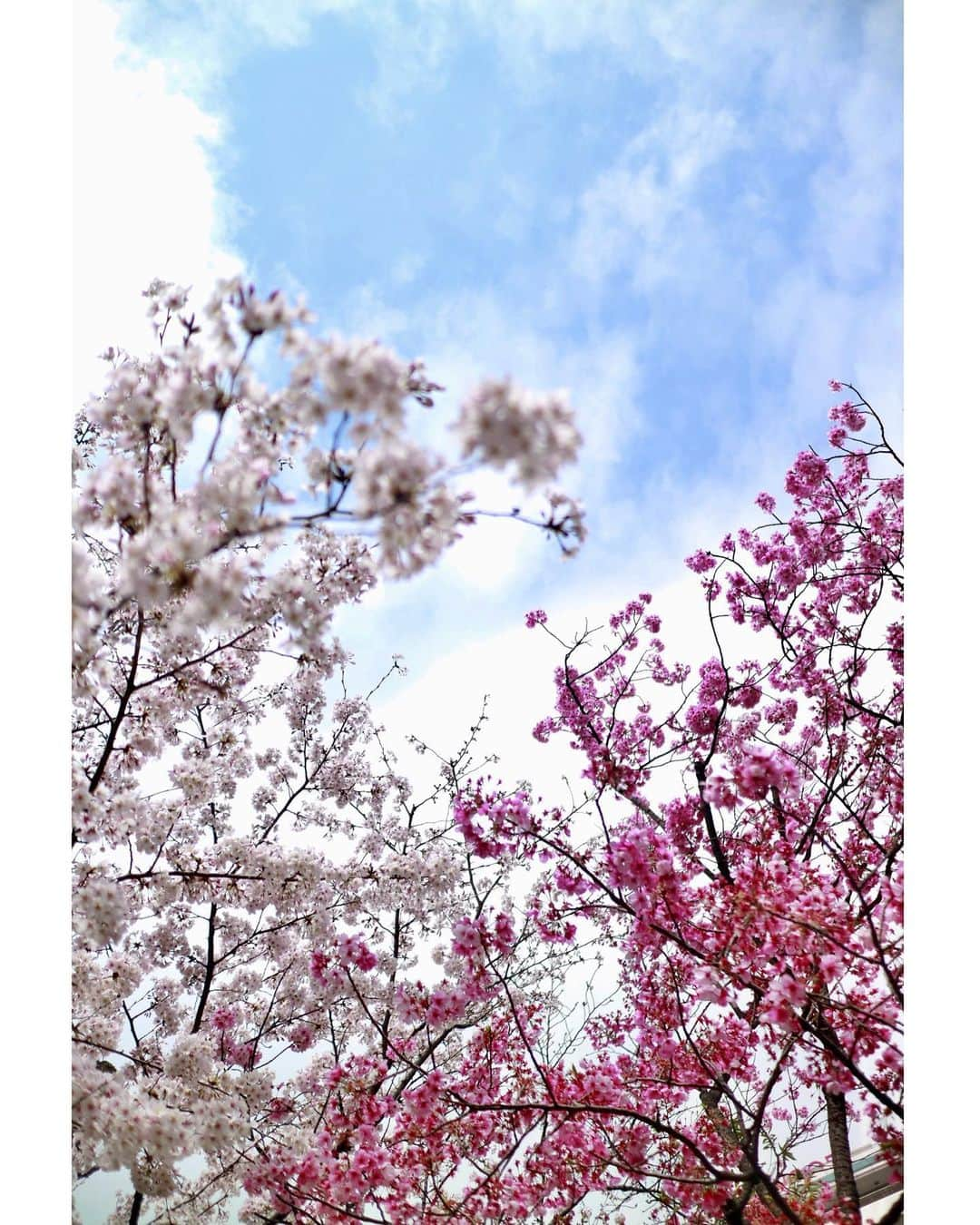 斎藤ちはるさんのインスタグラム写真 - (斎藤ちはるInstagram)「桜の季節が、、もうすぐ終わってしまう🥺 . でも桜って散ったあとも足元を華やかにしてくれますよね🌸 . . #色 が #違う #桜 #一緒に #見られる のは #珍しい んですってー！ #足元 も #2色 ☺️ #chihashot . . #斎藤ちはる#テレビ朝日アナウンサー#テレビ朝日#テレ朝#アナウンサー#さくら#桜の花#桜の季節#終わり#青空#あおぞら#さくら🌸#カメラ#一眼レフ#ミラーレス一眼#ミラーレス#ミラーレスカメラ#ミラーレス一眼#単焦点#単焦点レンズ#🌸#📸」4月8日 20時19分 - chiharu_saito_ex