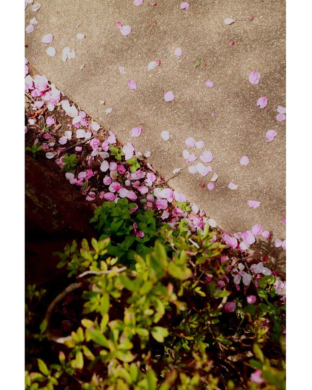 斎藤ちはるさんのインスタグラム写真 - (斎藤ちはるInstagram)「桜の季節が、、もうすぐ終わってしまう🥺 . でも桜って散ったあとも足元を華やかにしてくれますよね🌸 . . #色 が #違う #桜 #一緒に #見られる のは #珍しい んですってー！ #足元 も #2色 ☺️ #chihashot . . #斎藤ちはる#テレビ朝日アナウンサー#テレビ朝日#テレ朝#アナウンサー#さくら#桜の花#桜の季節#終わり#青空#あおぞら#さくら🌸#カメラ#一眼レフ#ミラーレス一眼#ミラーレス#ミラーレスカメラ#ミラーレス一眼#単焦点#単焦点レンズ#🌸#📸」4月8日 20時19分 - chiharu_saito_ex