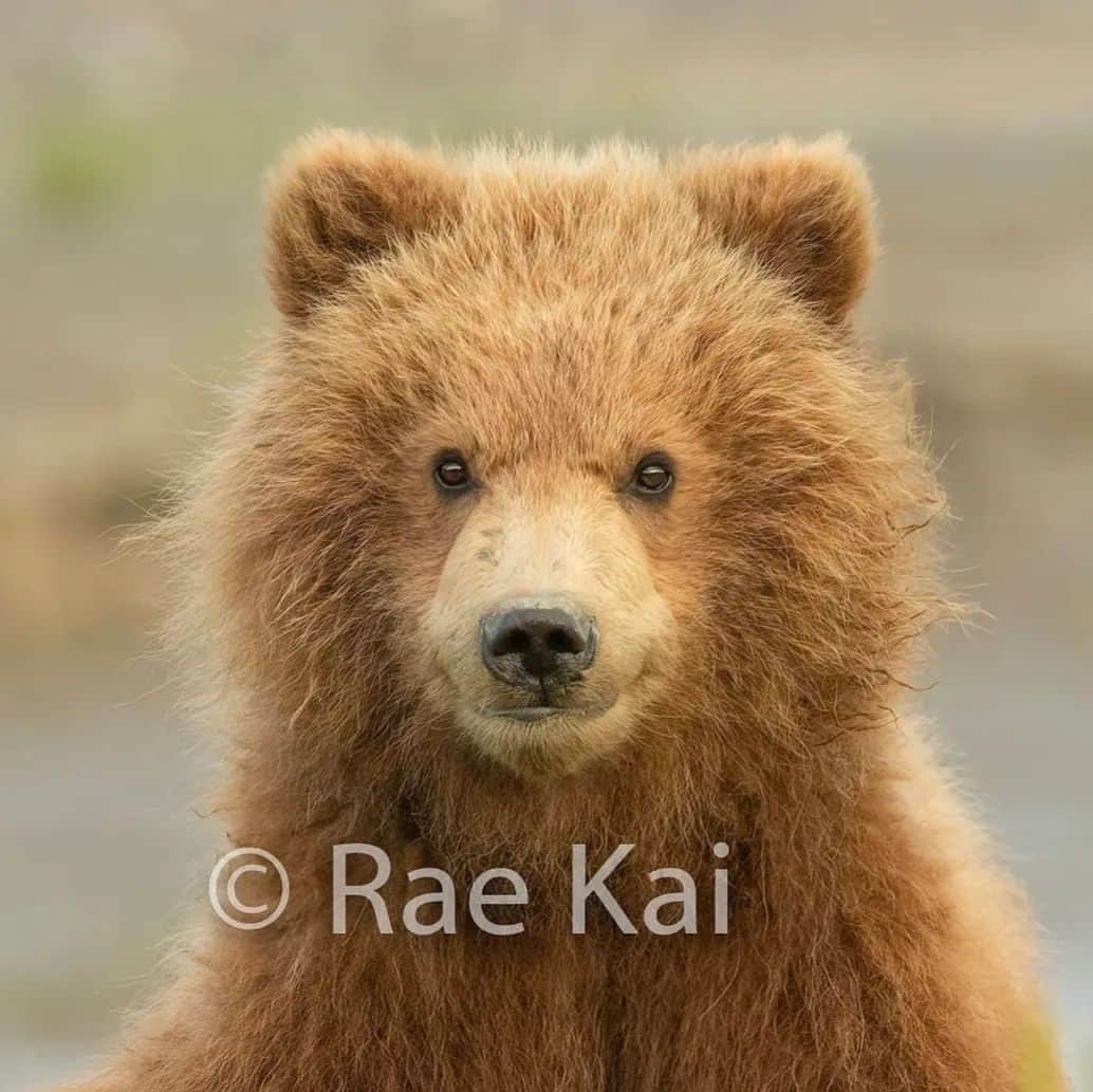 Bearsのインスタグラム：「This is literally the most precious smile! 😍 Such an adorable shot!! ❤️🐻 @twilahedgesnaturephotography  #bear #bears #bearcub #cub #animal #animals #saveourbears #bearlove #savetheanimals #love #cute #sweet #adorable #nature #photo #wildlife #photography #wildlifephotography #lovely #animallove #belovedbears #smile #funny #fun」