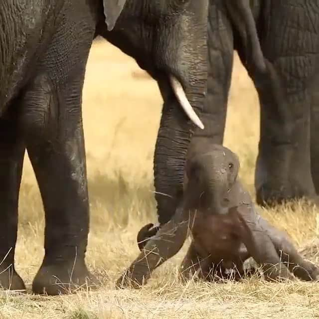 animalsのインスタグラム：「A newborn elephant is helped onto his feet by its mom in Moremi Game Reserve in Botswana 🥺🐘 Video by @martin_harvey_wildlife⁣」