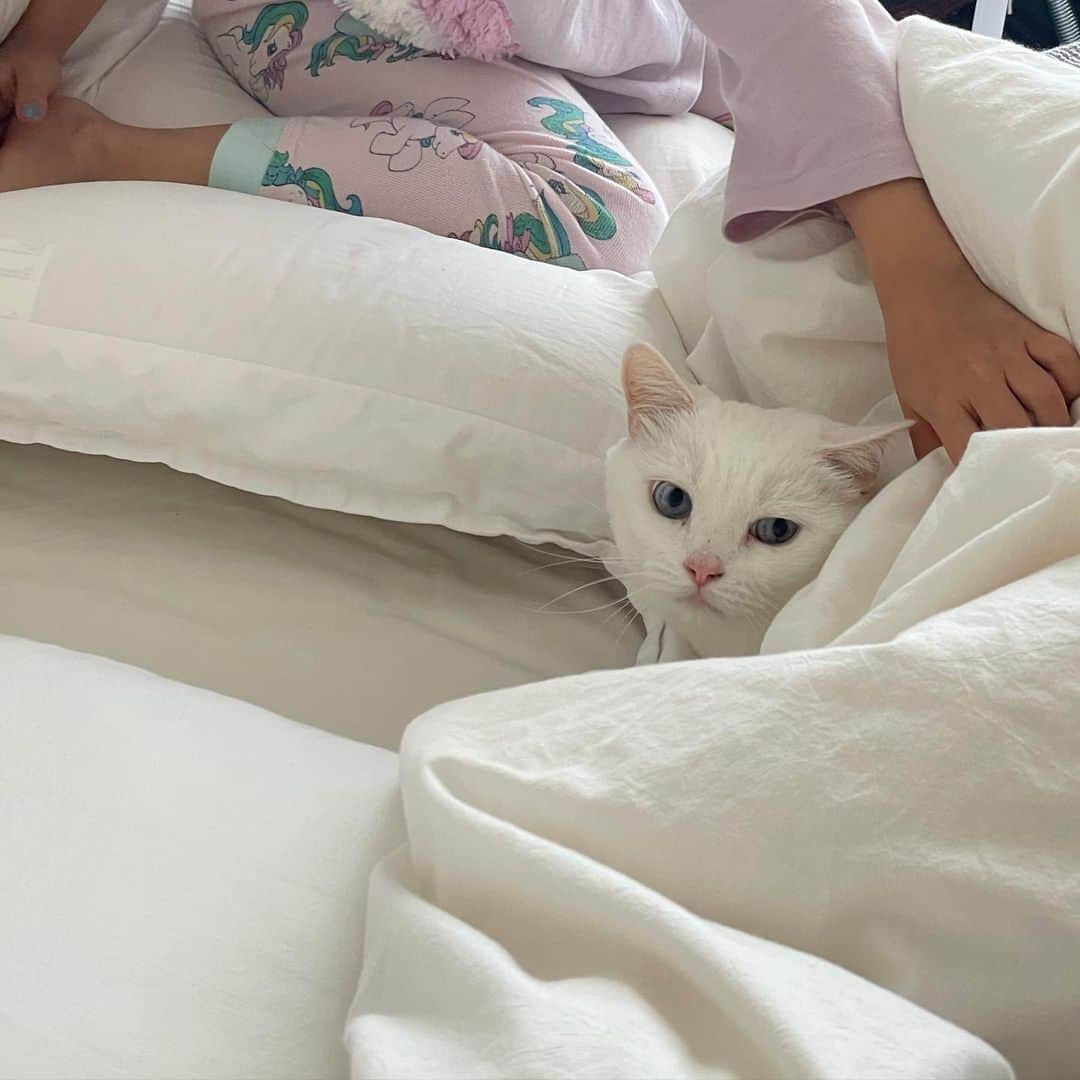 ダニョ（鈴木えみ）さんのインスタグラム写真 - (ダニョ（鈴木えみ）Instagram)「今日はぼくの10歳の誕生日😼 大好きな妹👧🏻がお祝い画像を作ってくれて、美味しいおやつももらえたにょ。 えみちゃんのところに、みんなからのメッセージもたくさん届いて、なんて幸せな1日なにょ💖ありがとうにょ❣️ ㅤㅤㅤ #danyo #danyocawaii #munchkin #whitecat #catstagram #catlovers」4月9日 9時53分 - danyostagram