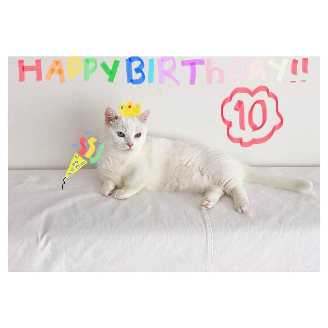 ダニョ（鈴木えみ）のインスタグラム：「今日はぼくの10歳の誕生日😼 大好きな妹👧🏻がお祝い画像を作ってくれて、美味しいおやつももらえたにょ。 えみちゃんのところに、みんなからのメッセージもたくさん届いて、なんて幸せな1日なにょ💖ありがとうにょ❣️ ㅤㅤㅤ #danyo #danyocawaii #munchkin #whitecat #catstagram #catlovers」