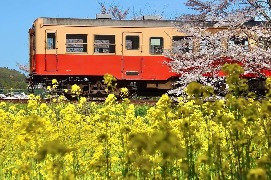 徳永ゆうきさんのインスタグラム写真 - (徳永ゆうきInstagram)「. . サイドからも！ . -2022.04.06- . #鉄道写真 #撮り鉄 #鉄道好き #小湊鐵道 #飯給駅 #難読駅名 #キハ200形 #気動車 #ディーゼル車 #ディーゼルカー #春 #桜 #菜の花」4月9日 10時14分 - tokuchan_1113