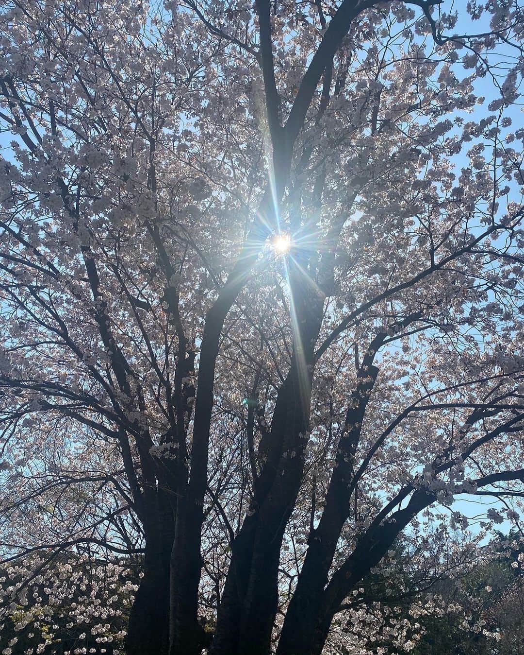 岸明日香さんのインスタグラム写真 - (岸明日香Instagram)「すんごい桜と撮影してきました💓  頭の中ケツメイシさん永遠りぴ。」4月9日 10時19分 - aspoo02