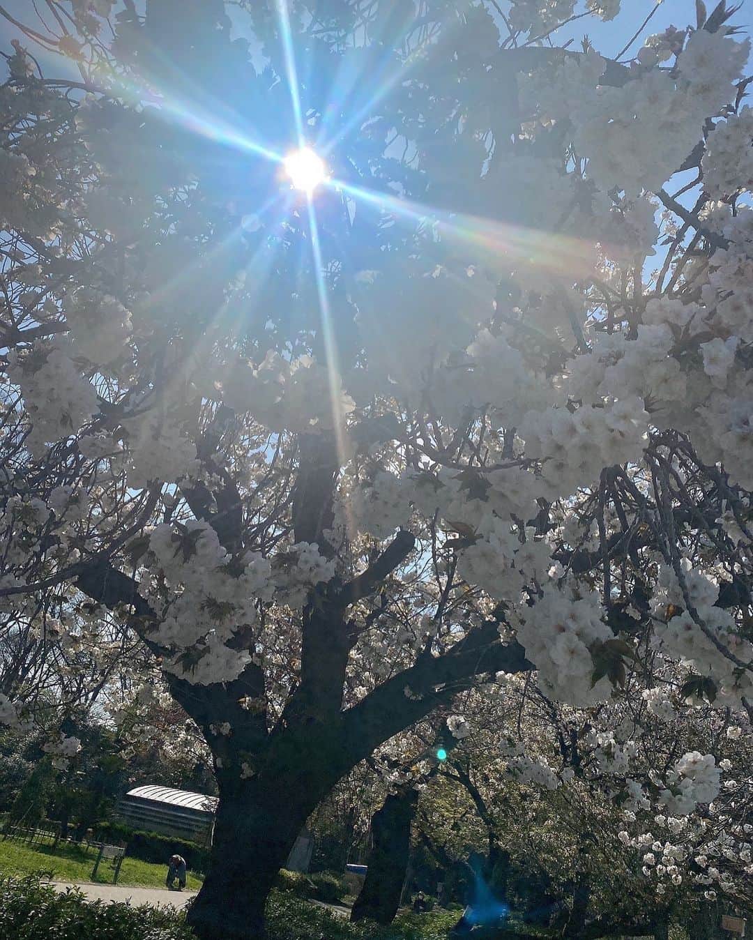 岸明日香さんのインスタグラム写真 - (岸明日香Instagram)「すんごい桜と撮影してきました💓  頭の中ケツメイシさん永遠りぴ。」4月9日 10時19分 - aspoo02