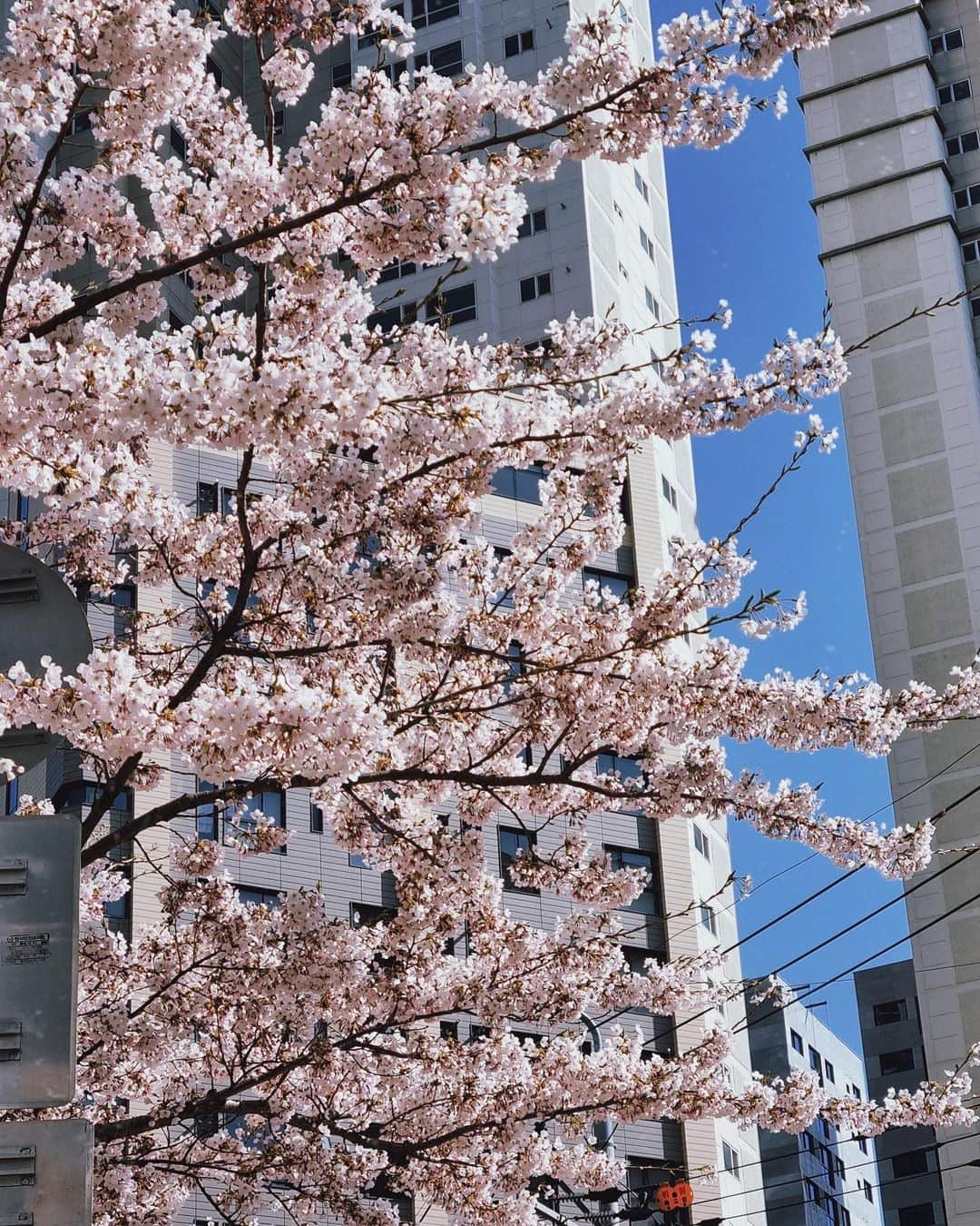 イ・ユミさんのインスタグラム写真 - (イ・ユミInstagram)「따뜻~🌼」4月9日 13時24分 - leeyoum262