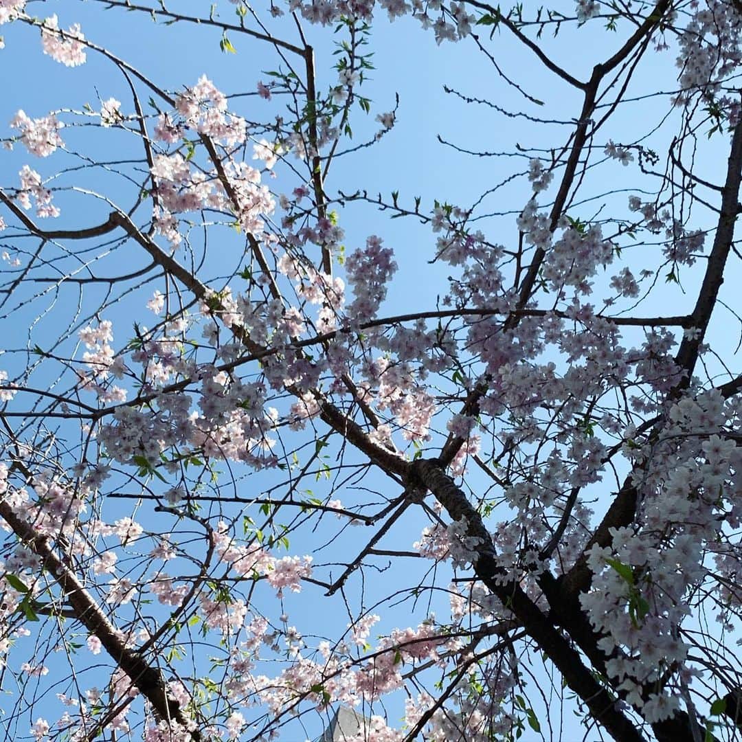 黒沢薫さんのインスタグラム写真 - (黒沢薫Instagram)「まだまだ桜。 #しだれ桜 #beautiful  #cherryblossom #sky #instaview #instaflower」4月9日 14時37分 - kaorukurosawa_lovelife