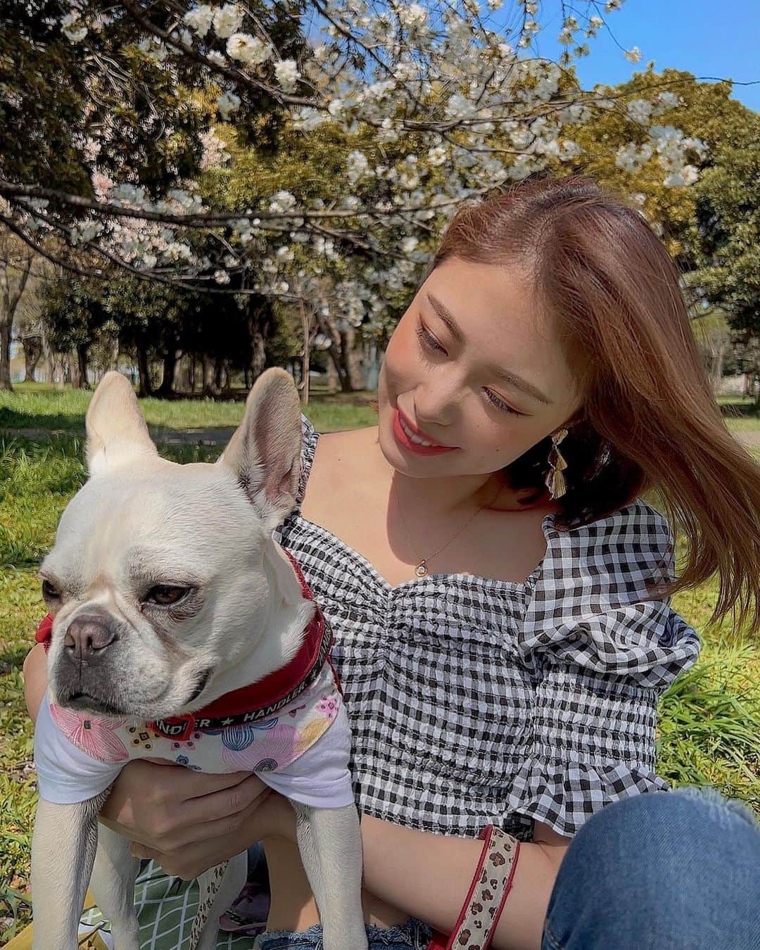 澤井玲未のインスタグラム：「滑り込みの花見🌸 .  #frenchbulldog #フレンチブルドッグ#フレブル#フレンチブルドッグのいる生活#ぶひぶひ#ブヒ#frenchbul#ぶひぶひ倶楽部公式#ぶひぶひ倶楽部#2歳#笑顔#犬のいる暮らし#フレブル沼」