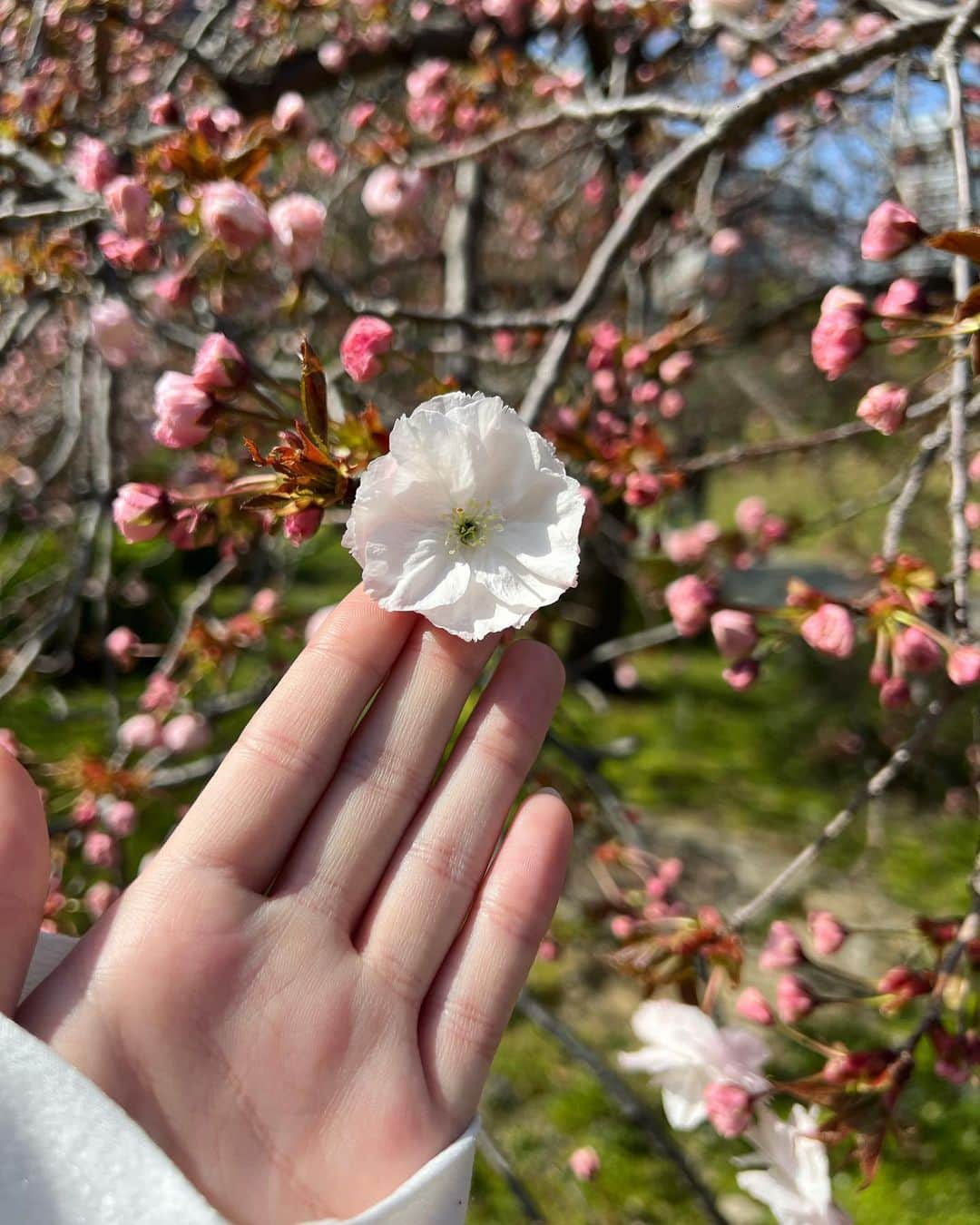 刈川くるみさんのインスタグラム写真 - (刈川くるみInstagram)「𓂃🌿𓈒𓏸  今日はロケの間に少し空き時間があったので スタッフさんが教えてくれた #旧芝離宮恩賜庭園 に散歩に行きました🌿🐕  お花見出来てなかったので 桜を近くで見られて嬉しかったです😊🌸  自然も大好きだし 一人の時間も落ち着くので 少しでしたが癒されました☺️🌱  明日も天気良いみたいですね！ よい休日をお過ごしください🙌🏻  #旧芝離宮恩賜庭園 #公園  #ハートの石見つけました 🫶🏻🤭 #皆さんにもいい事がありますように ！ #セントフォース #刈川くるみ」4月9日 19時34分 - kurumi_karikawa