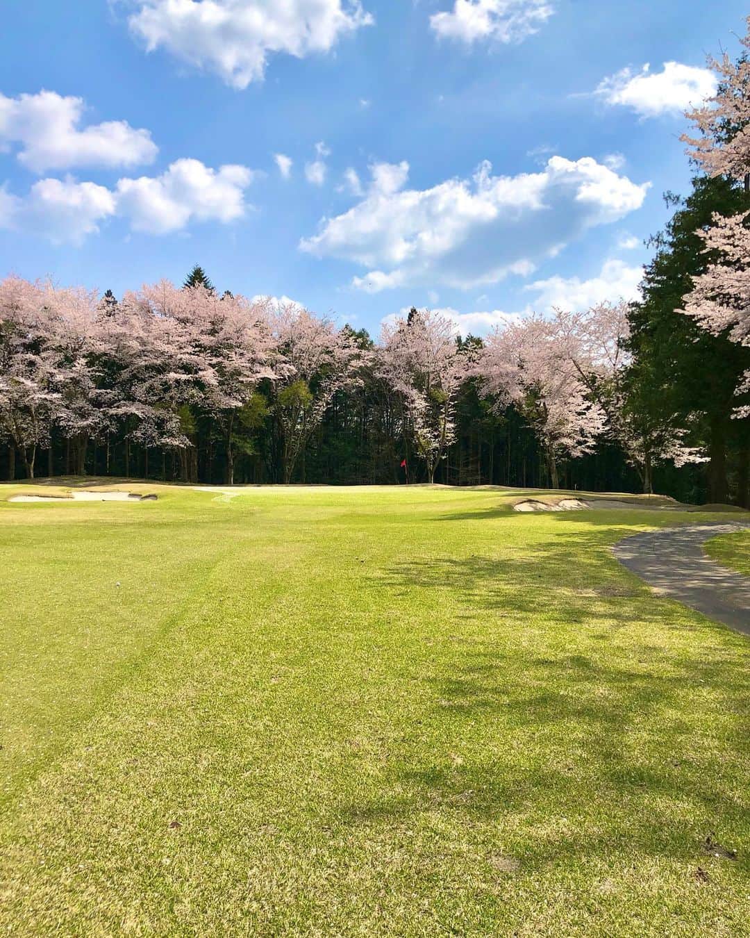 山本里菜さんのインスタグラム写真 - (山本里菜Instagram)「. 桜が咲く中でのゴルフは 最高ですね🌸🌸🌸  グリーンの上が桜の絨毯になっていてとても綺麗でした！  ベストスコアも更新できて嬉しいなぁ〜☺️やっぱりゴルフって楽しい！！！⛳️🏌️‍♀️  ゴルフウェア..Jack Bunny!! バッグ..PEARLY GATES  #ゴルフ　#桜　#ゴルフ女子 #ゴルフウェア　#ゴルフコーデ」4月9日 19時56分 - rinayamamoto_0622
