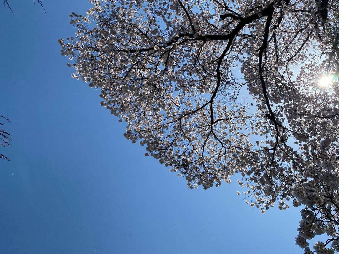 のインスタグラム：「皆様、お変わりございませんか？  久々に日本の春を堪能しつつ撮影に励んでおります。  東京都下の、とある神社では、桜や山椒の芽に加えて名残の柚子まで見つけて嬉しくなりました。  いずれもこの数年は目にすることなく時が過ぎて行ったもので、日本ならではの季節の移ろいの美しさに息を呑みました。  世界中がこのように平穏な日常を取り戻すことができたら良いのですが….。  时隔一段时间第一次在日本享受春天的同时拍照。 我很高兴不仅在樱花中找到了山庄，而且还发现了柚子的残余物。  Nach lange Zeit schaue ich endlich saisonale Änderungen in Japan. Hoffentlich holen alle Welt solcher ruhige Alltag so schnell wie möglich auf.  #日本の春 #桜 #山椒 #柚子 #中谷美紀  #japanesespring  #cherryblossom  #sansho #yuzu #mikinakatani」