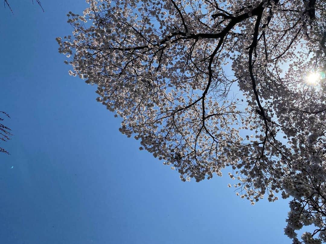 中谷美紀さんのインスタグラム写真 - (中谷美紀Instagram)「皆様、お変わりございませんか？  久々に日本の春を堪能しつつ撮影に励んでおります。  東京都下の、とある神社では、桜や山椒の芽に加えて名残の柚子まで見つけて嬉しくなりました。  いずれもこの数年は目にすることなく時が過ぎて行ったもので、日本ならではの季節の移ろいの美しさに息を呑みました。  世界中がこのように平穏な日常を取り戻すことができたら良いのですが….。  时隔一段时间第一次在日本享受春天的同时拍照。 我很高兴不仅在樱花中找到了山庄，而且还发现了柚子的残余物。  Nach lange Zeit schaue ich endlich saisonale Änderungen in Japan. Hoffentlich holen alle Welt solcher ruhige Alltag so schnell wie möglich auf.  #日本の春 #桜 #山椒 #柚子 #中谷美紀  #japanesespring  #cherryblossom  #sansho #yuzu #mikinakatani」4月9日 20時32分 - mikinakatanioffiziell