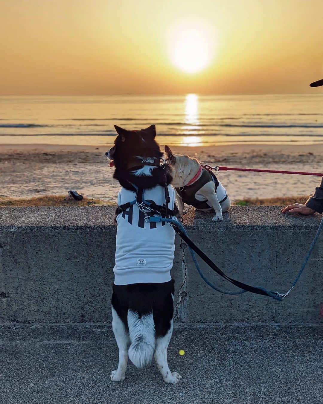 tamiのインスタグラム：「* #マッシュとレノン *  久しぶりの海🌊 朝日が綺麗だったよ。  ピエールのサーフィン中も、 お散歩中も、一切海には近づかないふたり🙃  それでもそれなりに楽しかった……はず。  帰りに @vison_com に寄ってみた🙌 海帰りの定番になりそう♡  * #犬が好き #犬との暮らし#犬のいる暮らし  #保護犬#里親#元保護犬#犬バカ部 #フレンチブルドッグ#雑種犬」