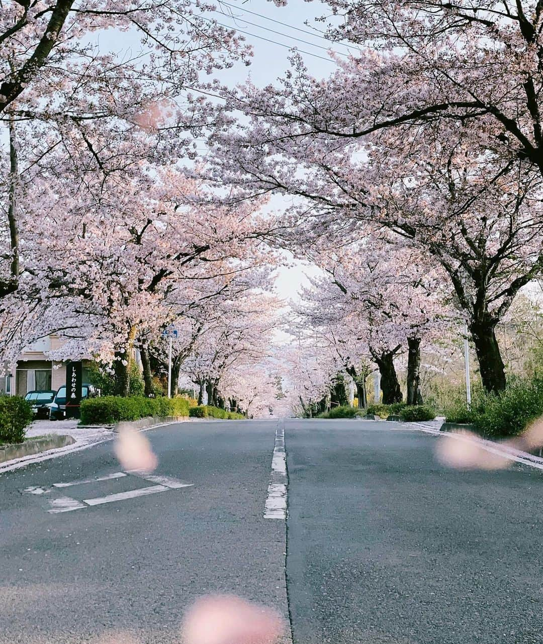 Koshiさんのインスタグラム写真 - (KoshiInstagram)「春！ #ShotoniPhone」4月9日 20時49分 - koshi_another_side