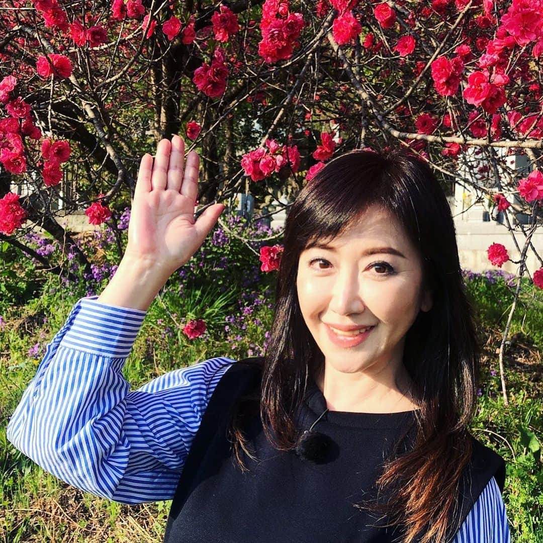 伍代夏子さんのインスタグラム写真 - (伍代夏子Instagram)「ある番組のロケで、春爛漫の秩父へ🌸 朝から歩いた歩数は…ナント、約2万5千歩😳 膝が痛い〜 放送日は後日お知らせいたしますね😉 #秩父ロケ #ハナモモが綺麗に咲いてました  #滋養強壮剤持参 #バンテリン持参 #カメラも持参」4月9日 22時28分 - natsuko_godai_official