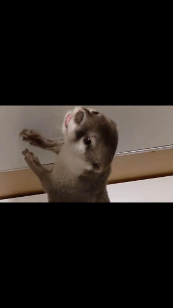 ちぃたん☆のインスタグラム：「カワウソご先祖ちゃんの食事に密着！ Close to the otter Gosenzo-chan's dinner.」