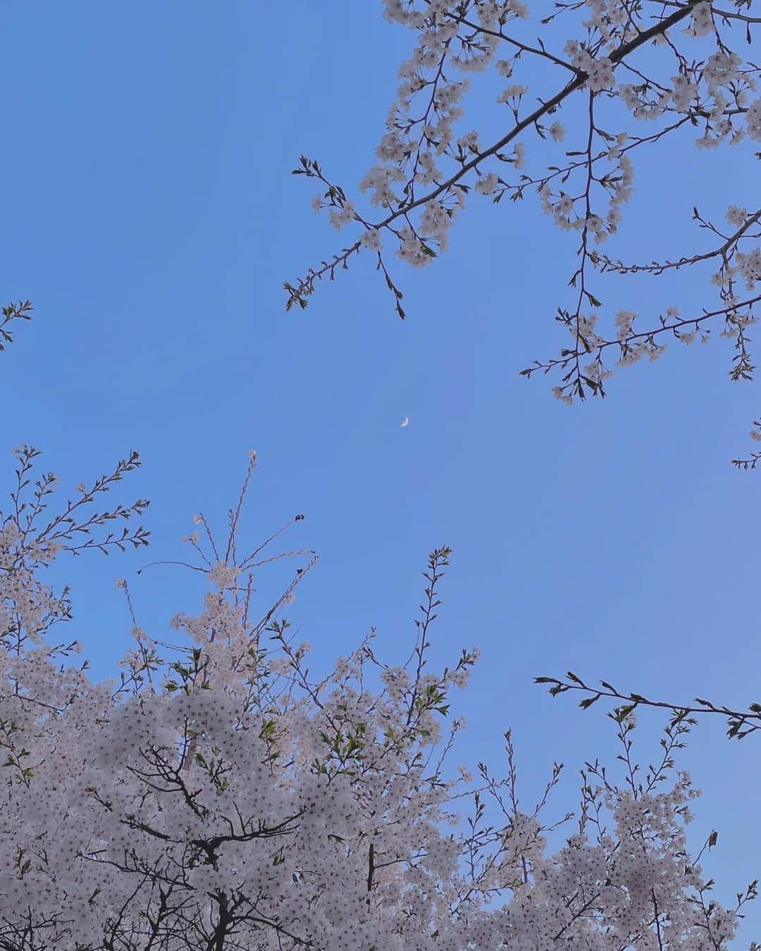 イ・ダヒさんのインスタグラム写真 - (イ・ダヒInstagram)「벚꽃 실컷 봤다아🌸」4月9日 23時27分 - daahee.l