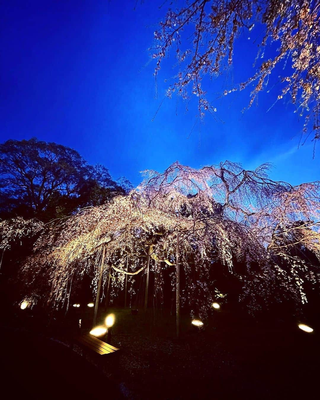 中村アンのグルメインスタ