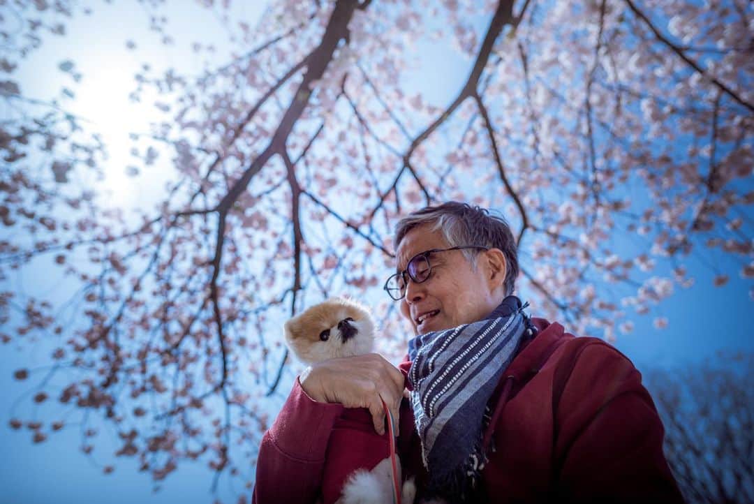 ポテチンさんのインスタグラム写真 - (ポテチンInstagram)「父さんの愛と顔芸ですぢょ。 八重桜も満開になりましたぢょねー」4月9日 23時41分 - pom.potechin