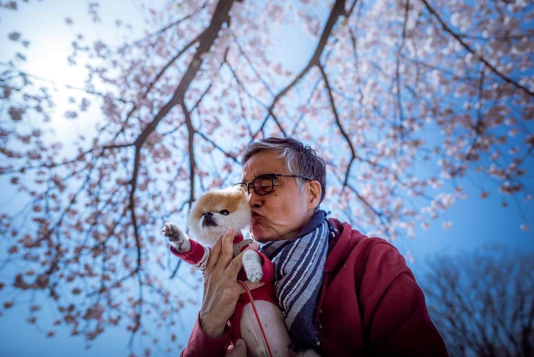 ポテチンさんのインスタグラム写真 - (ポテチンInstagram)「父さんの愛と顔芸ですぢょ。 八重桜も満開になりましたぢょねー」4月9日 23時41分 - pom.potechin