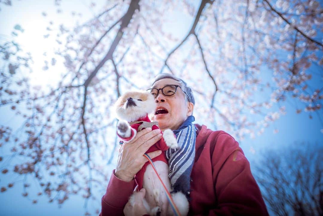 ポテチンさんのインスタグラム写真 - (ポテチンInstagram)「父さんの愛と顔芸ですぢょ。 八重桜も満開になりましたぢょねー」4月9日 23時41分 - pom.potechin