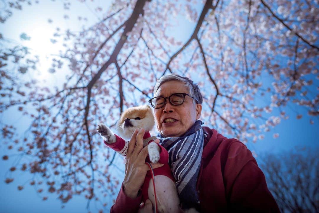 ポテチンさんのインスタグラム写真 - (ポテチンInstagram)「父さんの愛と顔芸ですぢょ。 八重桜も満開になりましたぢょねー」4月9日 23時41分 - pom.potechin