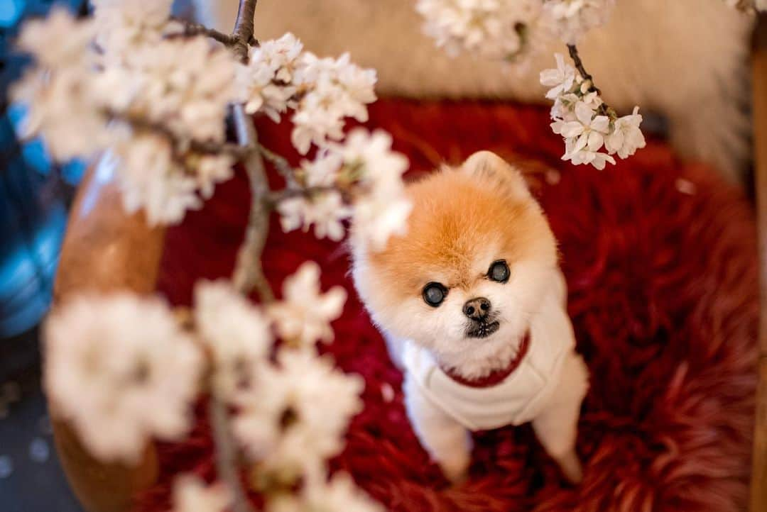 ポテチンのインスタグラム：「ポテ家のお花見のまとめですぢょ。 来てくれたみなさん、ありがとうございますぢょ。」