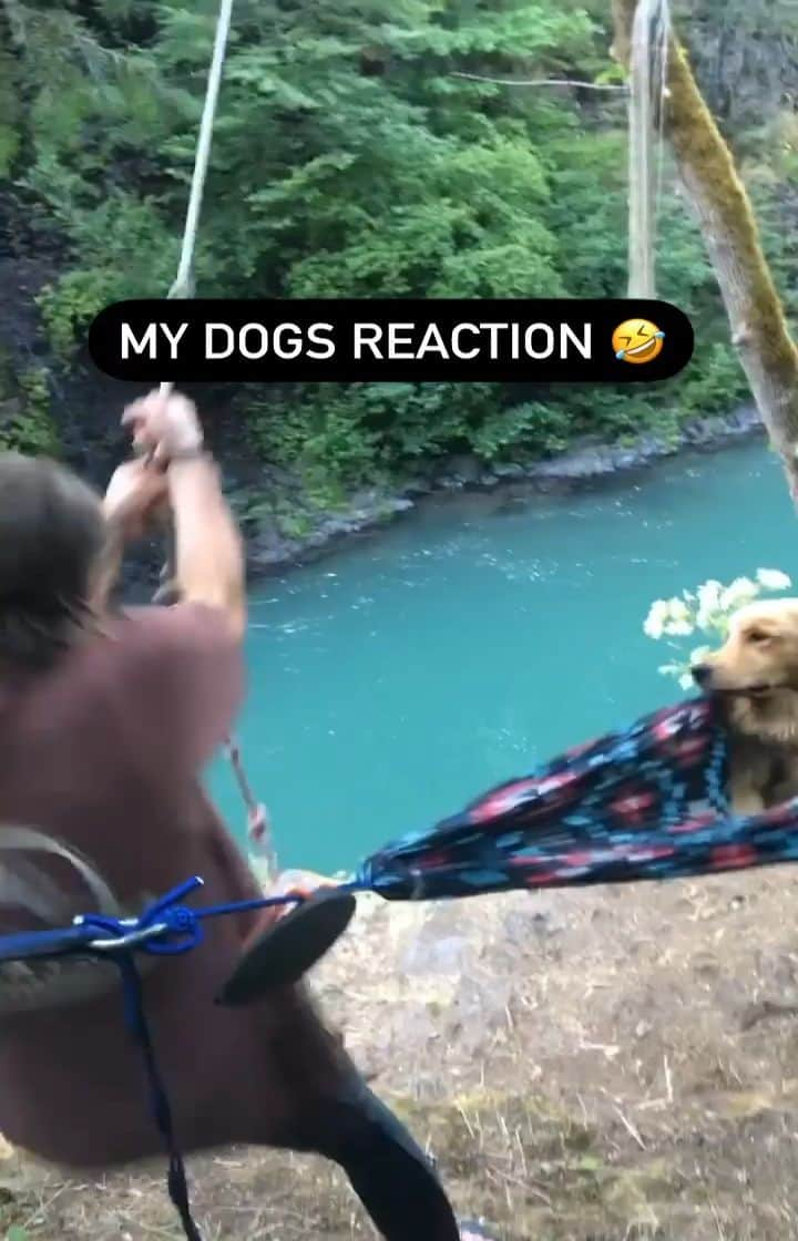 カニエ・ウェストのインスタグラム：「Tag friends who have dogs😁☺️ Dogs are lovely🥺🥺  #wonderlustcollective #campingwithdogs #adventuredogs #dogsonadventures #ropeswing #summer #pnwonderland #pnw #oregon #intothewild #dogs #dogsofinstagram #riverthedog #riverthemountaindog #theadventurepack #funnydogs」