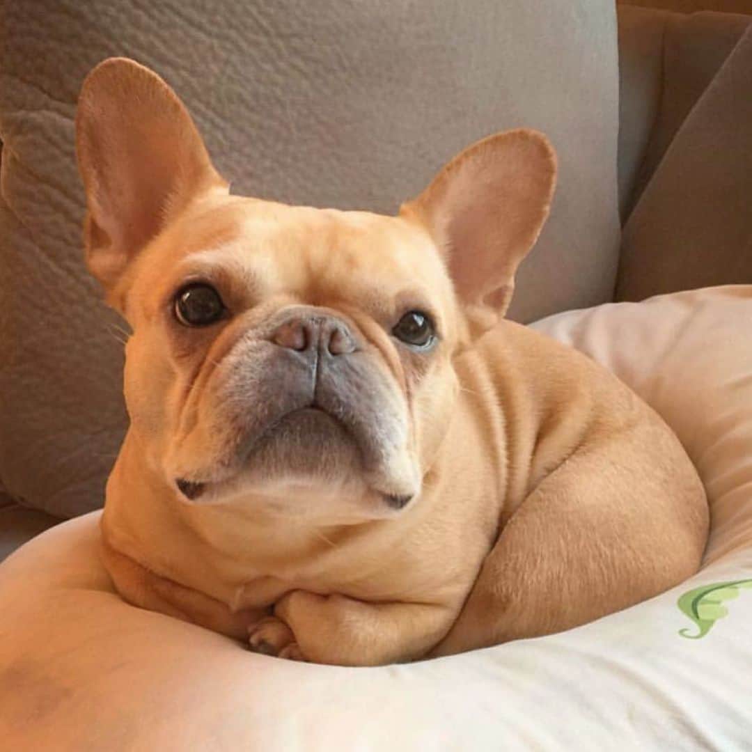Hamlinさんのインスタグラム写真 - (HamlinInstagram)「French bulldog, now with extra tuckable appendages and a scrumptious turkey leg. Two years later and still missing this chunky nugget. Rainbow 🌈 ❤️」4月10日 5時54分 - hamlin_the_frenchie