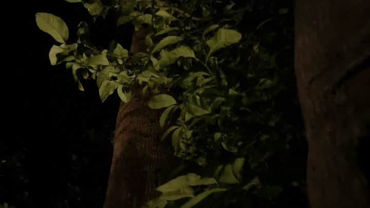 シャニン・ソサモンのインスタグラム：「failed attempt to shoot a palm tree. get that popcorn」